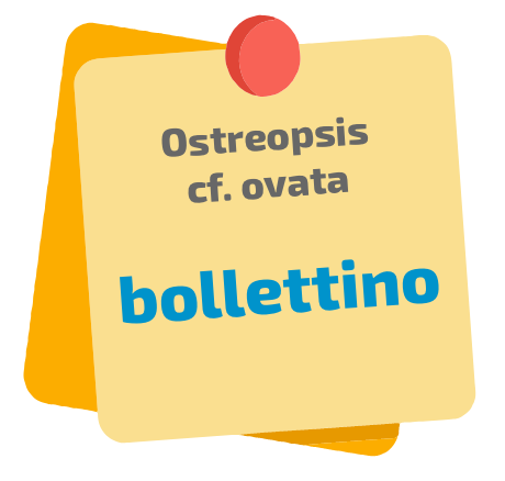 BOLLETTINO OSTREOPSIS