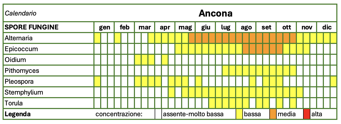 2024 ANCONA spore