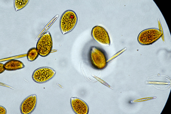 Ostreopsis Passetto 12 8 25
